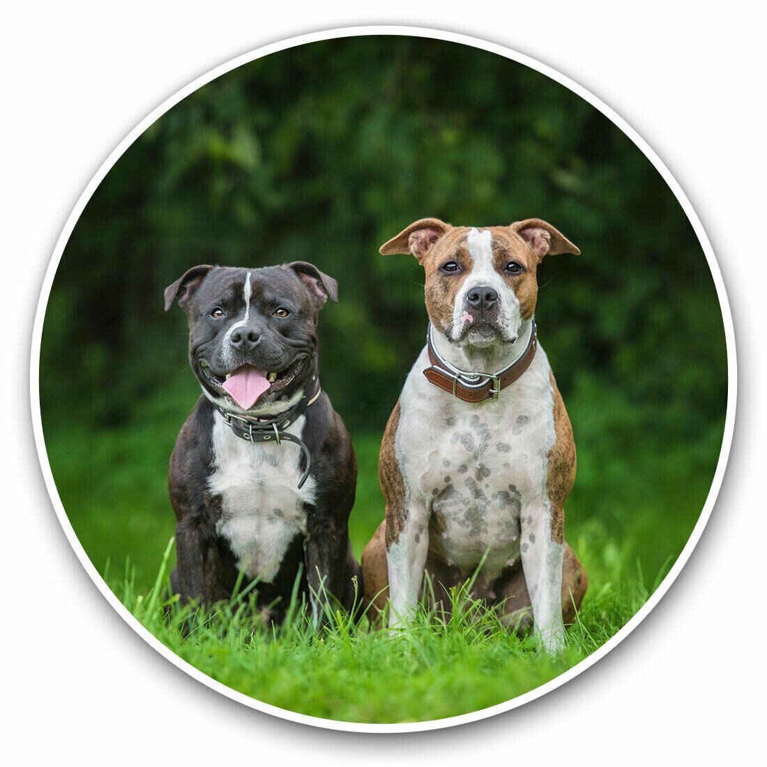 Self-Adhesive Car Sticker Decal - English Staffordshire Dogs - Water